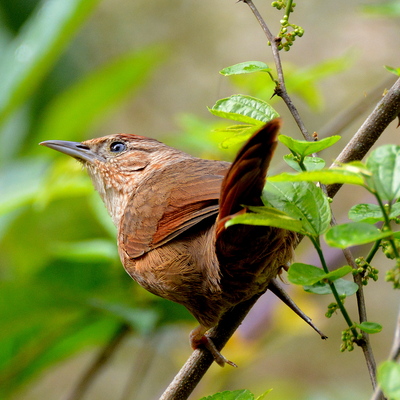 House Wren (2)